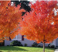 應(yīng)用于庭院景觀(guān)的美國(guó)紅楓鑒賞