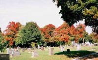 應(yīng)用于陵園、公墓的美國(guó)紅楓鑒賞
